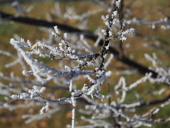 Close-up of frozen plant