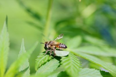 Close-up of insect on plant