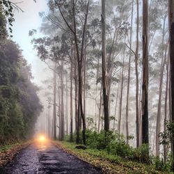 Road amidst trees in forest