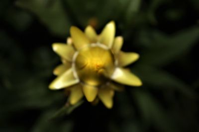 Close-up of yellow flowering plant