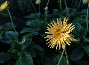 Close-up of yellow flowering plant