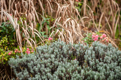Close-up of lavender and grass in cottage garden