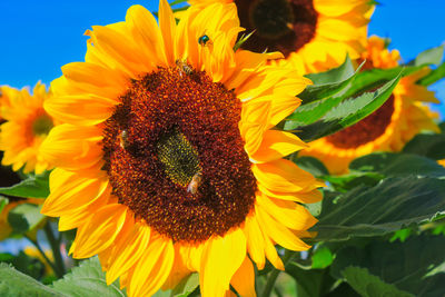 Close-up of sunflower