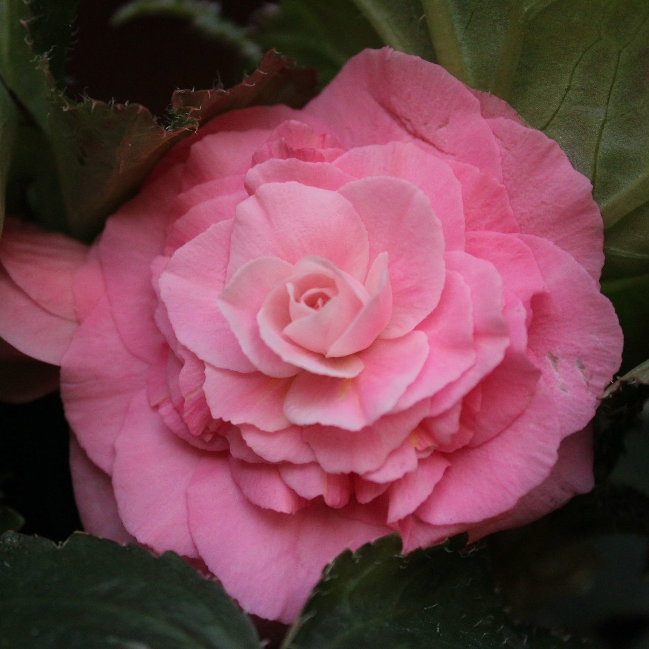 CLOSE-UP OF PINK ROSE WITH FLOWER