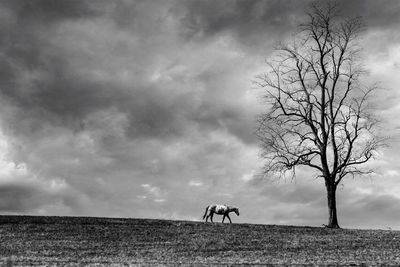 Horse standing on field against sky