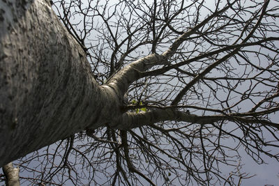 Bare tree against sky