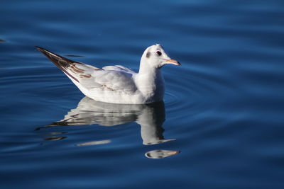 Close-up of seagull swimming in lake