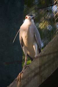 Low angle view of black crowned night heron perching on retaining wall