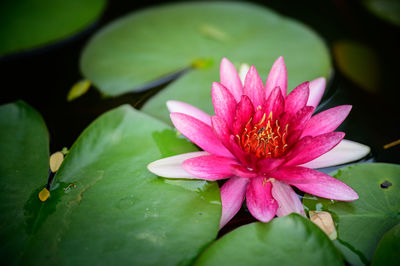 Close-up of pink water lily in pond