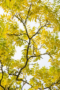 Low angle view of yellow tree