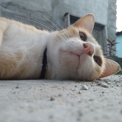 Close-up of a cat lying on floor