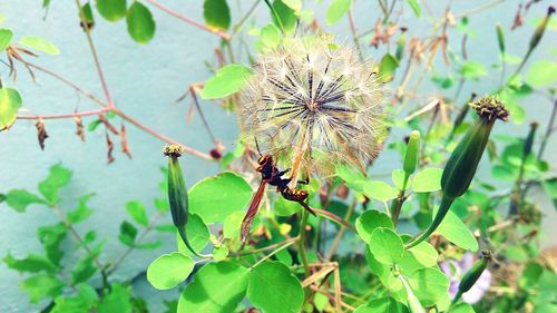 Close-up of insect on plant