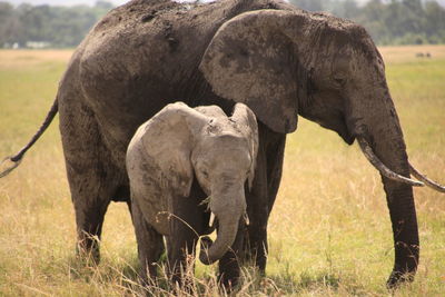 Close-up of elephant grazing on field