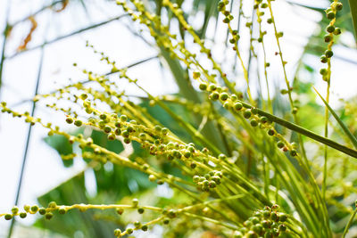 Close-up of fresh green plant