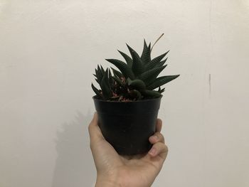Midsection of person holding potted plant against wall
