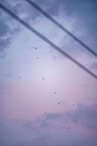 Low angle view of birds flying against sky
