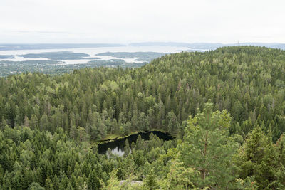 Scenic view of forest against sky