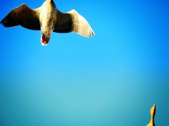 Low angle view of eagle flying against clear blue sky