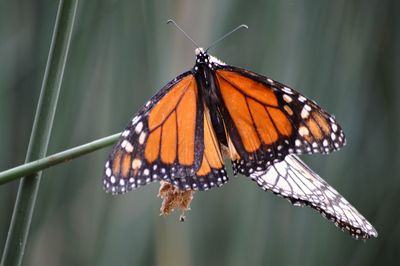 Butterfly perching on leaf