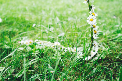 Close-up of flowers blooming on field