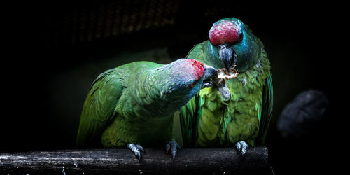 Close-up of parrot perching