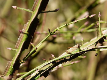 Close-up of lizard on branch