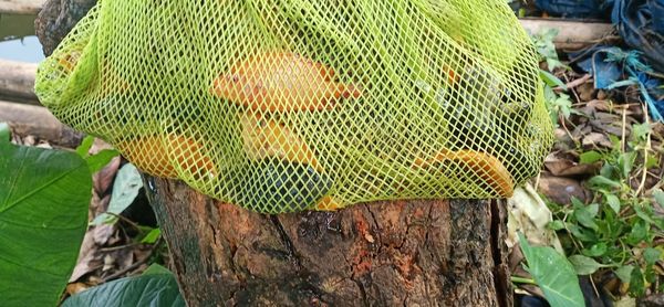 Close-up of green leaves in basket