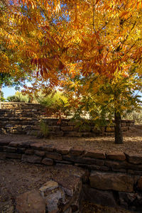 Trees in park during autumn