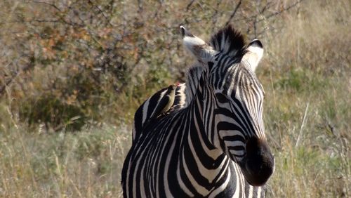 Close-up of zebra