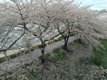 Cherry blossoms in spring