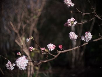 Close-up of pink cherry blossoms on branch