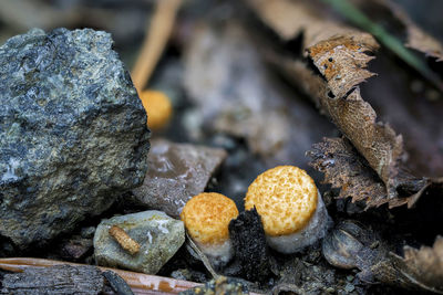 Close-up of mushrooms on rock