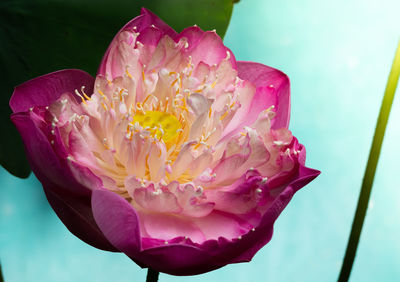 Close-up of pink water lily