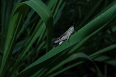 Close-up of insect on grass