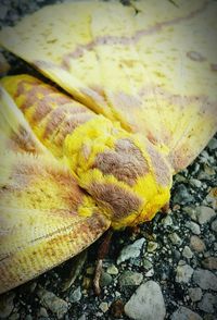 Close-up of yellow flower