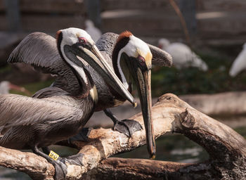 Courting brown pelican pelecanus occidentalis in a pond in southern florida.