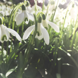 Close-up of white flowers blooming outdoors