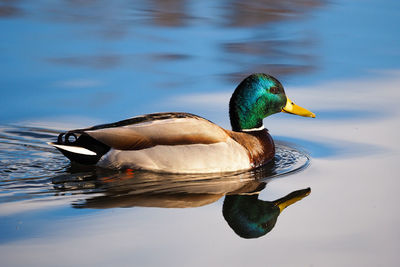 Duck swimming in lake