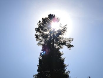 Sun shining through trees