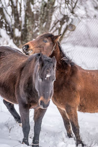 Horse standing on snow covered field