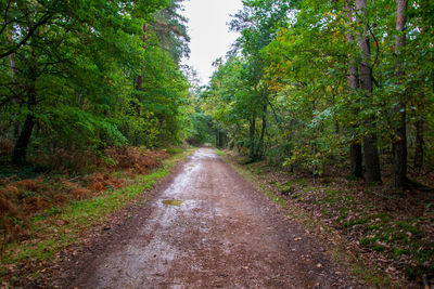 Road amidst trees in forest