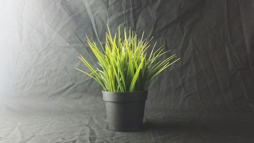 Close-up of potted plant on table