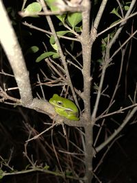 Close-up of lizard on tree