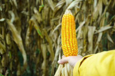 Close-up of hand holding corn