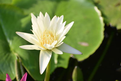 Close-up of flower blooming outdoors