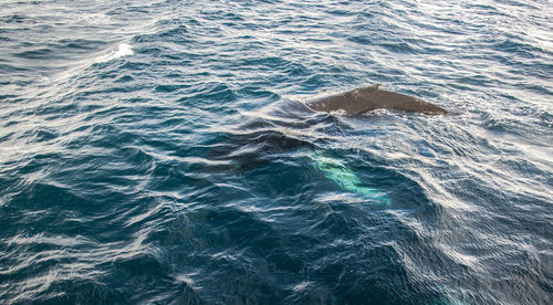 High angle view of turtle in sea