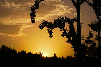 Low angle view of silhouette trees against sky during sunset