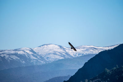 Bird flying over snowcapped mountains against clear blue sky