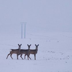 Deer on snow covered landscape