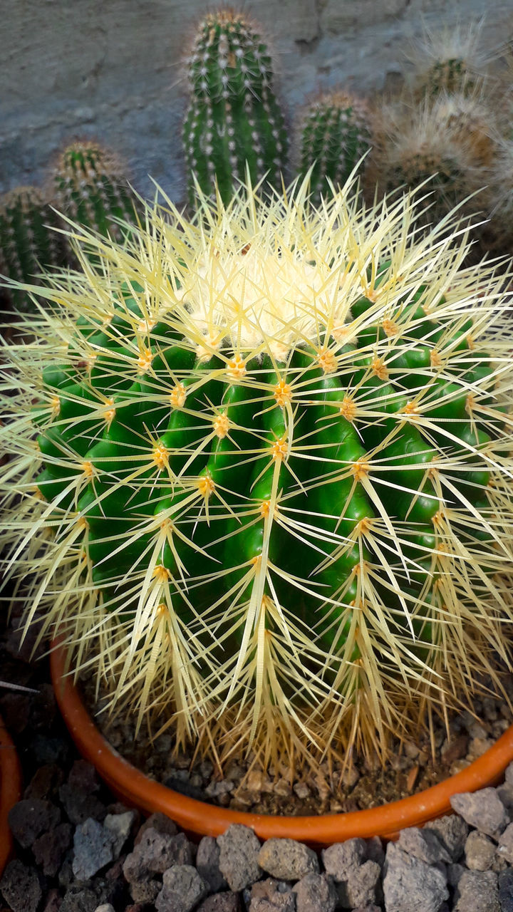 HIGH ANGLE VIEW OF CACTUS PLANT